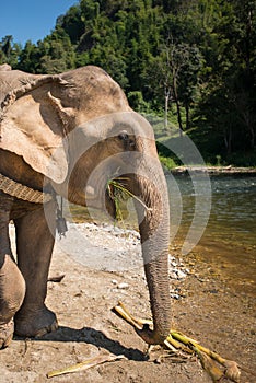 ElephantsWorld Thailand